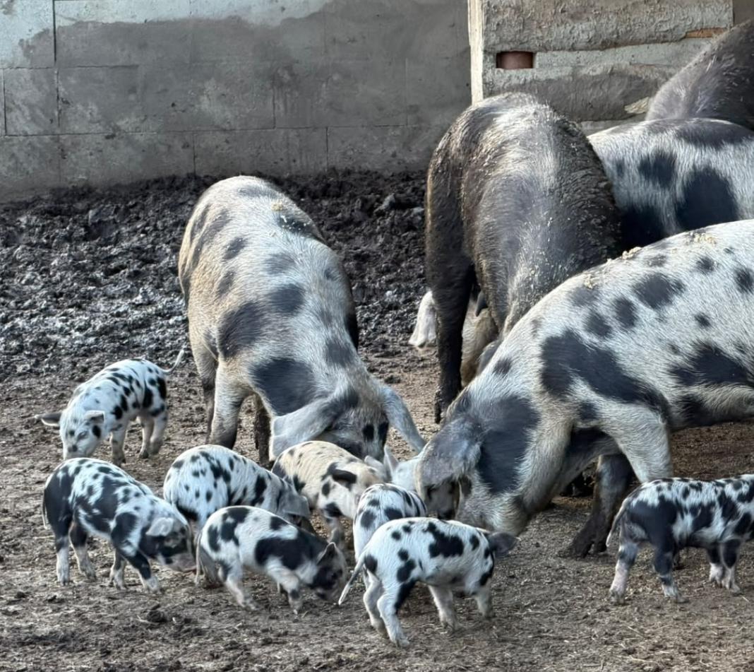 Turopolje Schweine
