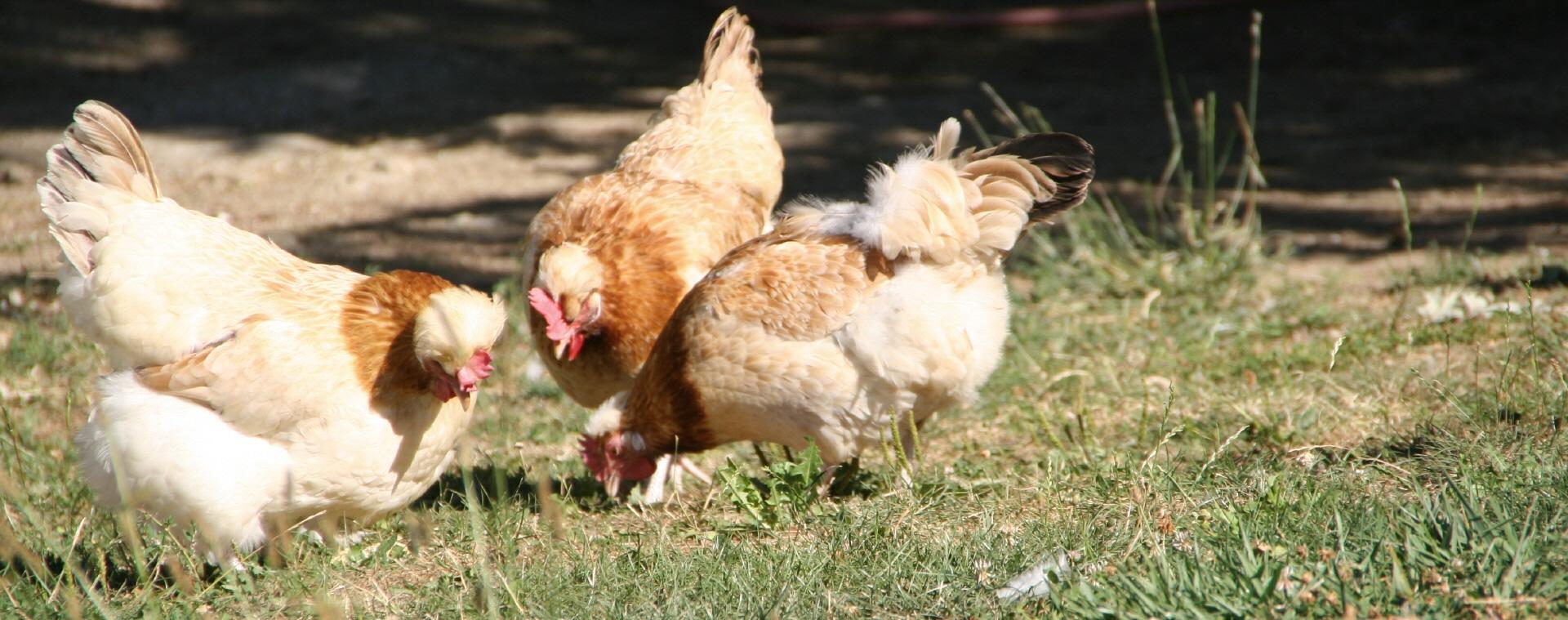 Sulmtaler Hühner